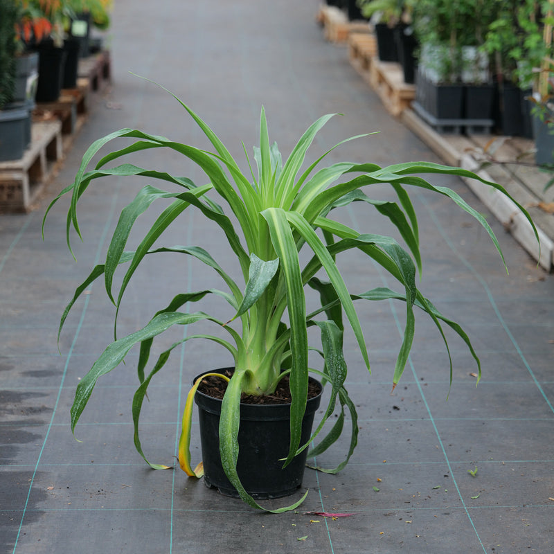 Beschorneria albiflora 23cm / 5L Plants - Outdoor GROW TROPICALS