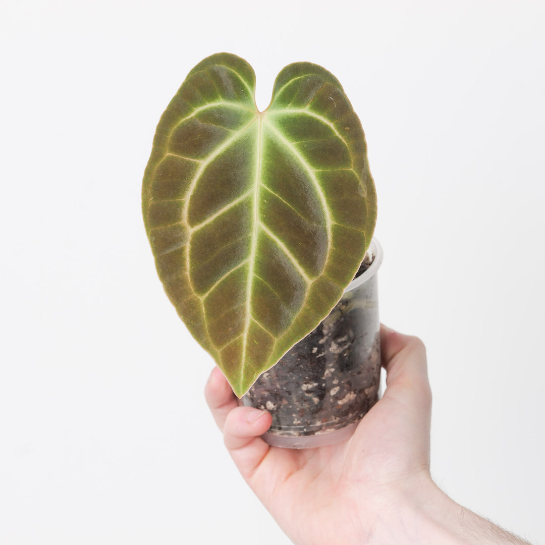 anthurium besseae vs crystallinum Anthurium besseae aff. 'Dark Velvet'
