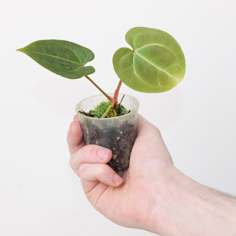 Anthurium besseae aff. 'Dark Velvet' x Ecuador dark no id — 6cm