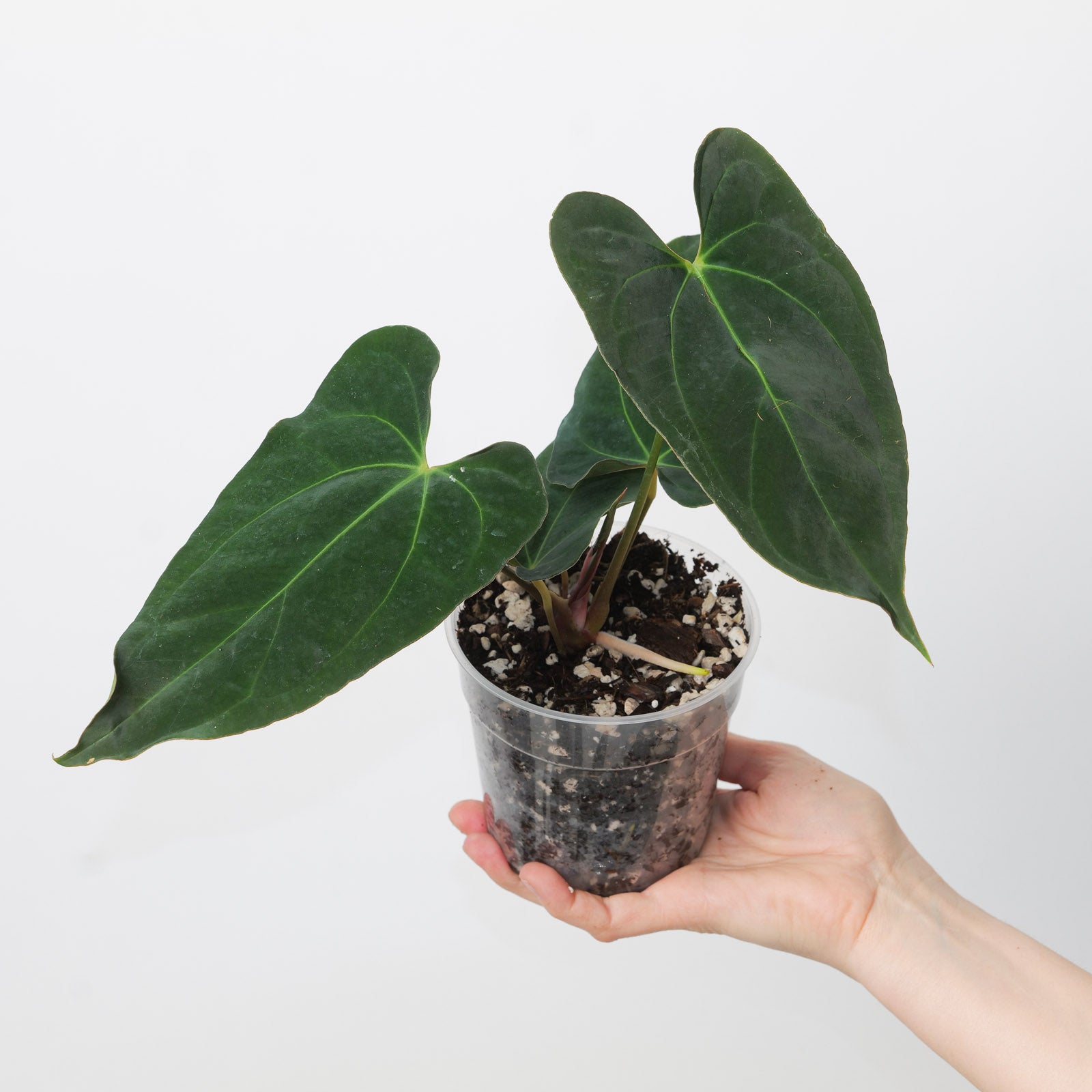 Anthurium besseae aff x papillilaminum GY | Plants | GrowTropicals.com