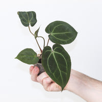 Anthurium besseae aff. × ‘Ace of Spades’