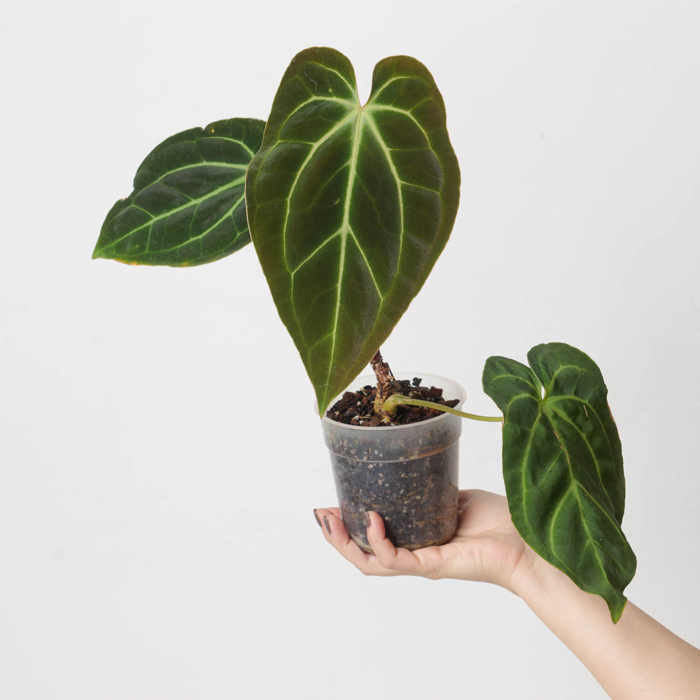 Anthurium besseae aff. 'Dark Velvet' - GROW TROPICALS