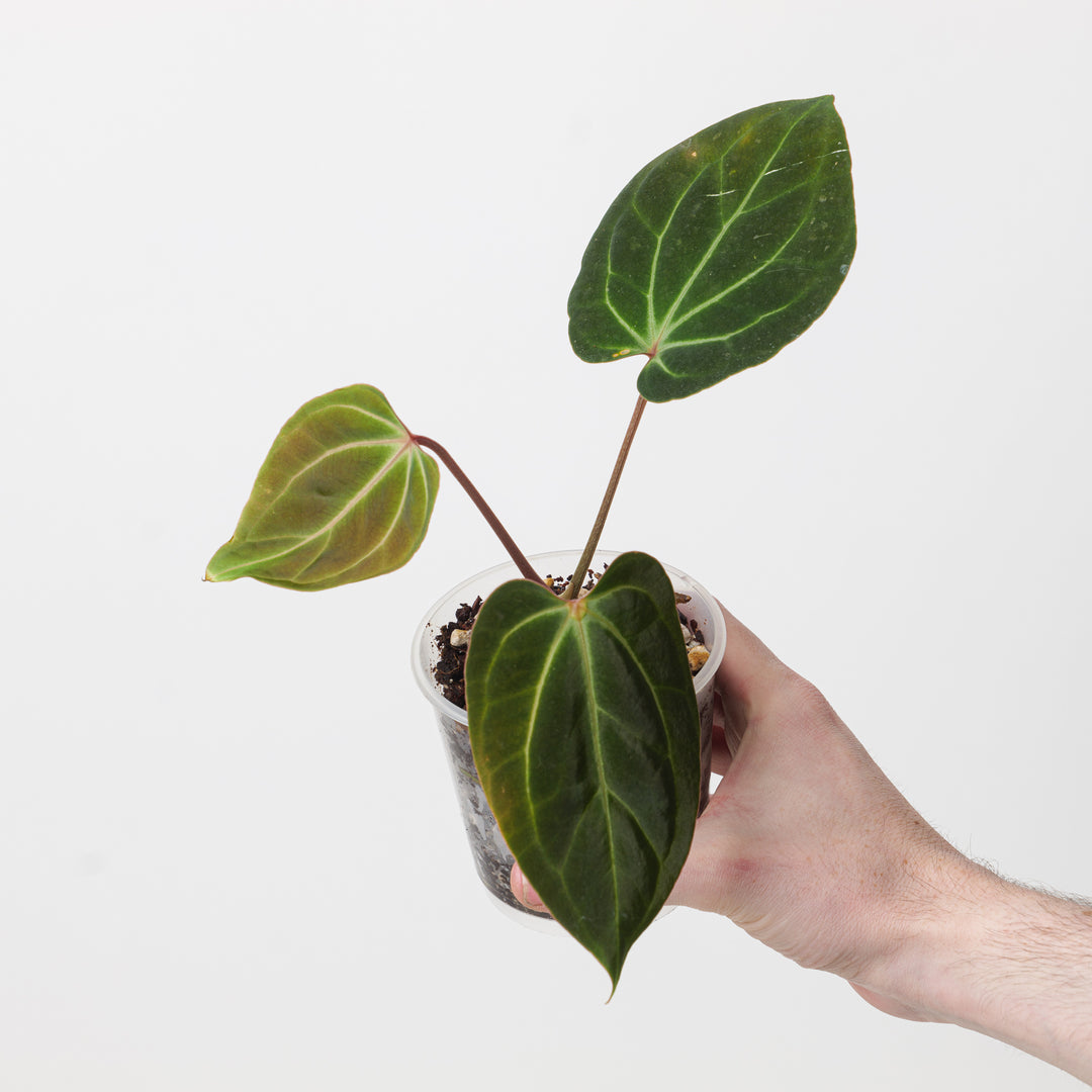 anthurium besseae vs besseae aff Anthurium besseae aff. 'Dark Velvet'