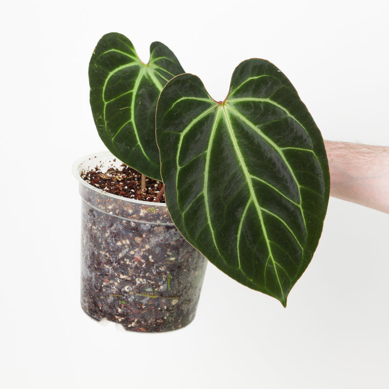 Anthurium besseae aff. 'Dark Velvet' 17cm Plants GrowTropicals