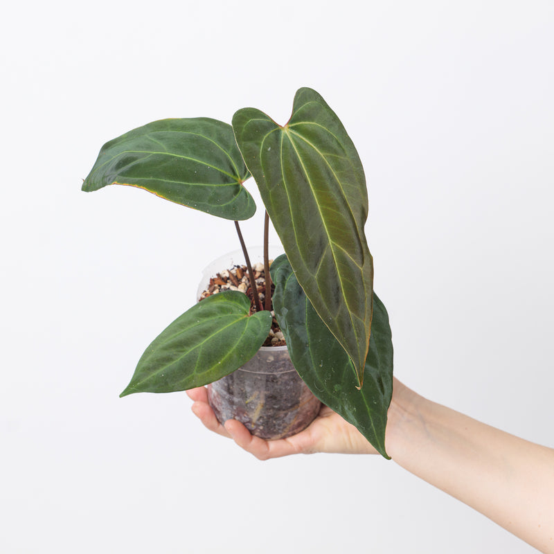 Anthurium papillilaminum 'Ree Gardens' x besseae (True Form) Plants GrowTropicals