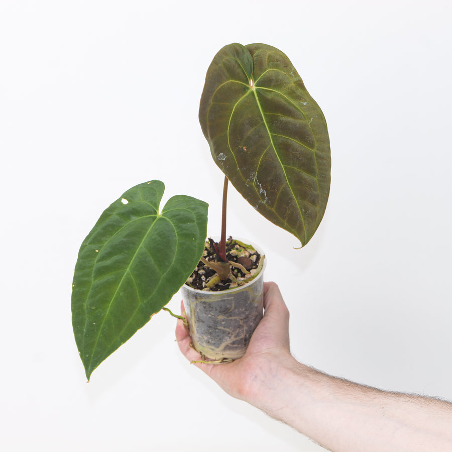 Anthurium besseae aff. × ‘Fort Sherman’ Plants GrowTropicals