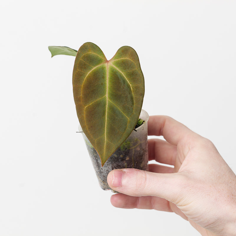 Anthurium besseae aff. 'Dark Velvet' x Ecuador dark no id Plants GrowTropicals