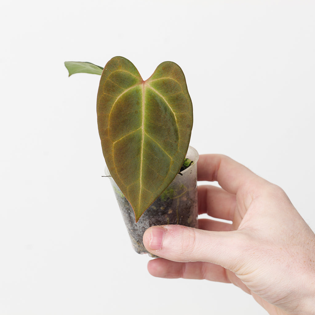 anthurium aff ecuador nse Anthurium besseae aff. 'Dark Velvet' x Ecuador dark no id | Plants
