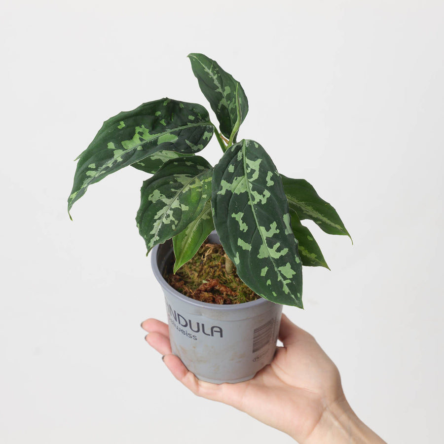 Aglaonema pictum 'Bicolor' - GROW TROPICALS