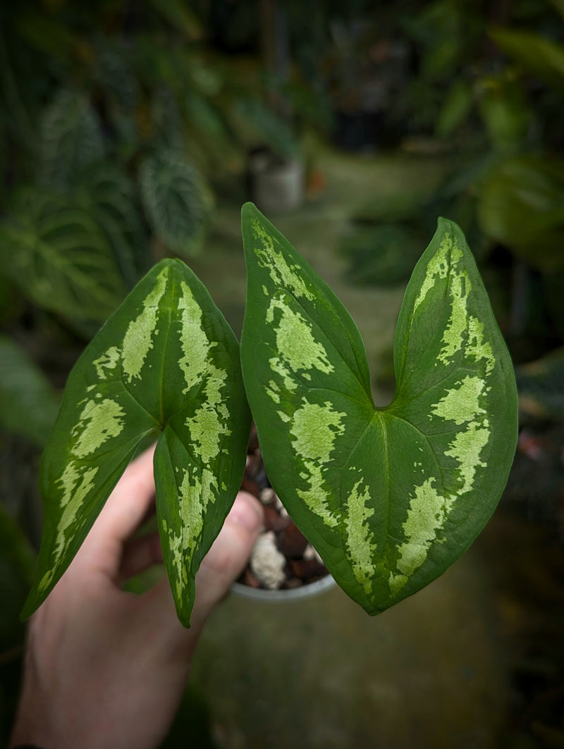 Ulearum donburnsii 'bicolor' Plants GrowTropicals