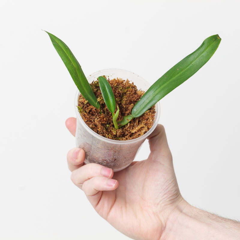 Philodendron bicolor aff. — 9cm