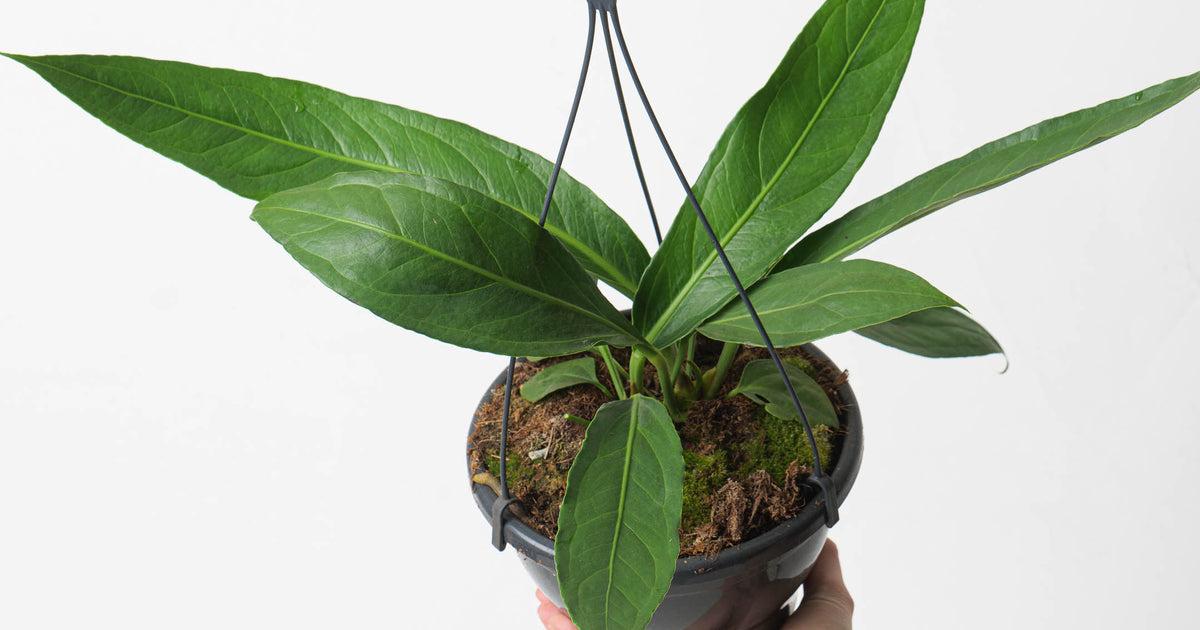 Anthurium 'Big Bill' (A. cubense x pendulifolium) | Plants