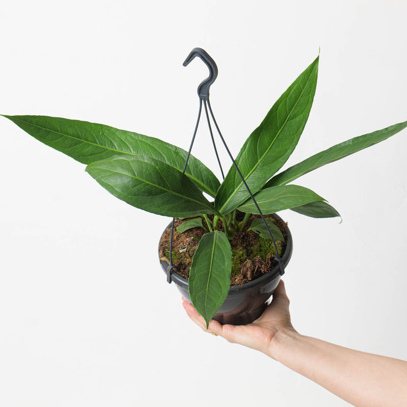 Anthurium ‘Big Bill’ (A. cubense x pendulifolium) 20cm Plants GrowTropicals