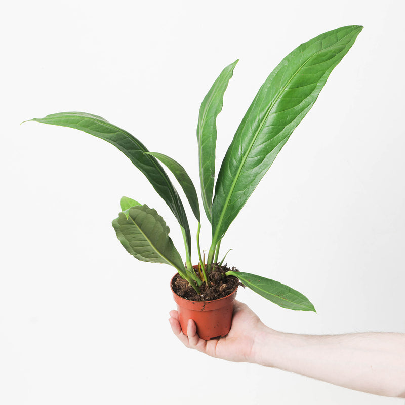 Anthurium ‘Big Bill’ (A. cubense x pendulifolium) — 10.5cm