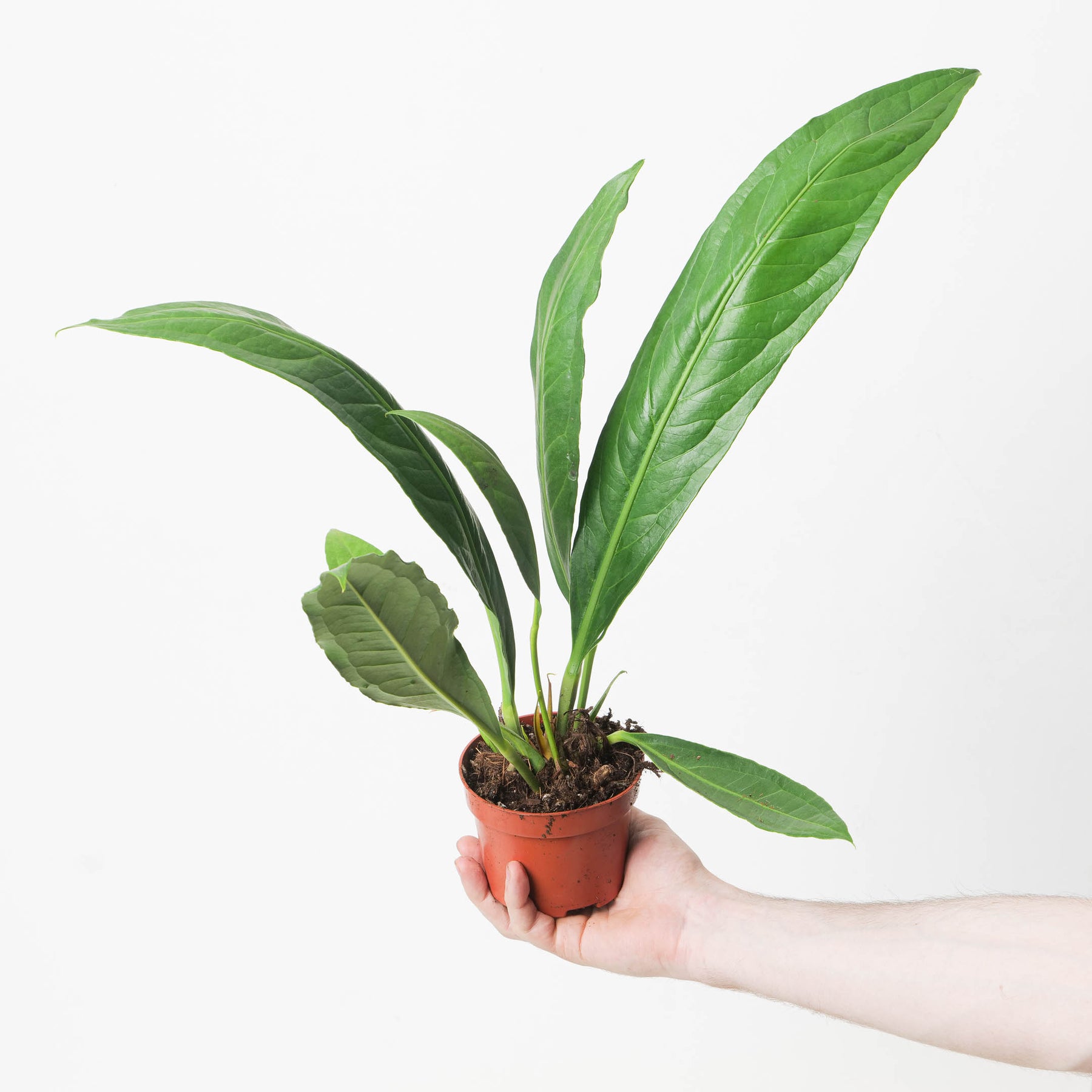 anthurium big bill Anthurium ‘Big Bill’ (A. cubense x pendulifolium)