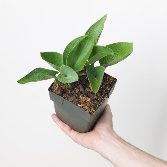 Hosta 'Big Daddy'