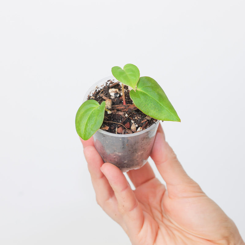 Anthurium Bigfoot x Blue papillilaminum Plants GrowTropicals