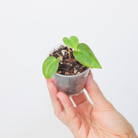 Anthurium Bigfoot x Blue papillilaminum