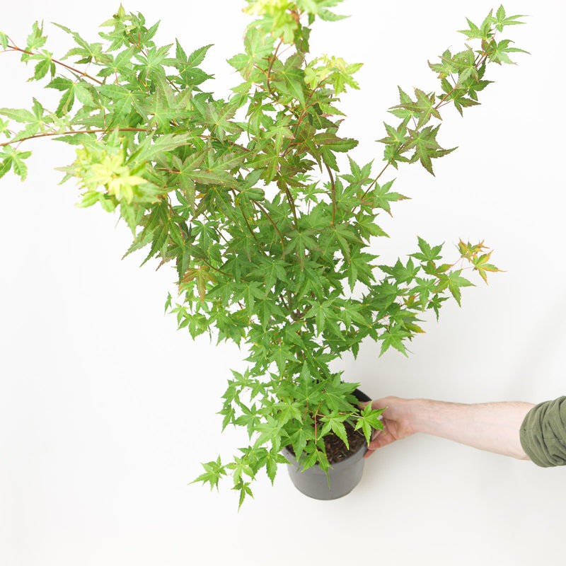 Acer palmatum 'Bi Hoo' 19cm / 3L Plants - Outdoor GROW TROPICALS