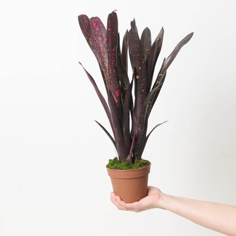 Billbergia sp. 2 Plants GrowTropicals