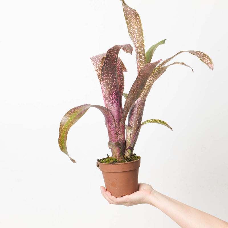 Billbergia sp. 4 Plants GrowTropicals