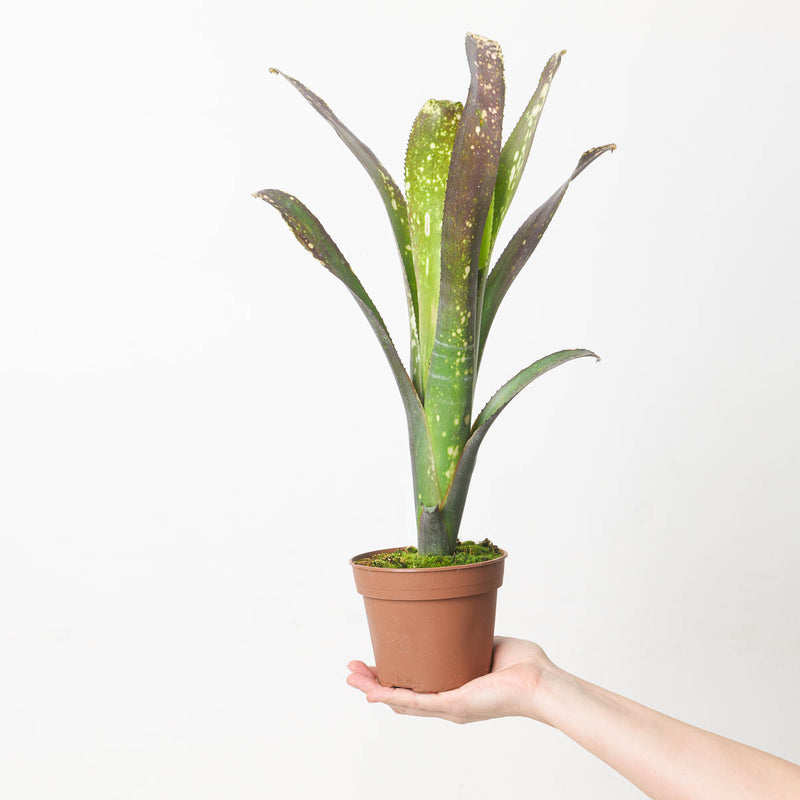 Billbergia sp. 6 Plants GrowTropicals