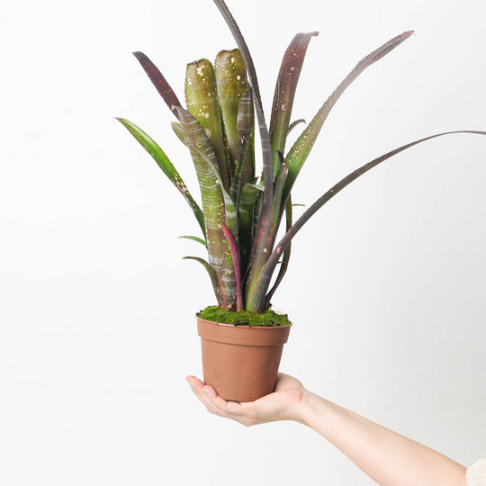 Billbergia sp. 7 Plants GrowTropicals