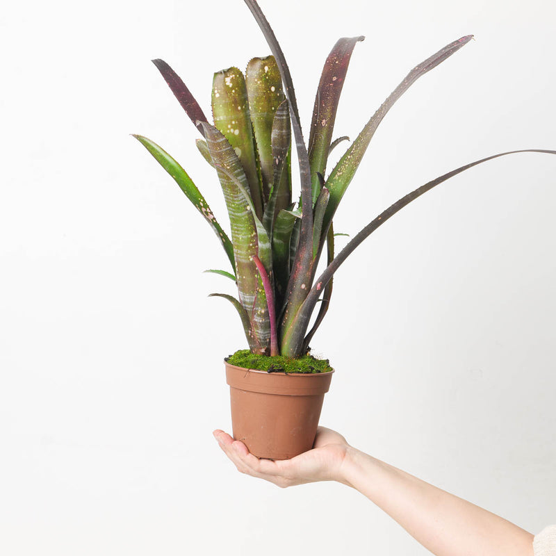 Billbergia sp. 7 Plants GrowTropicals