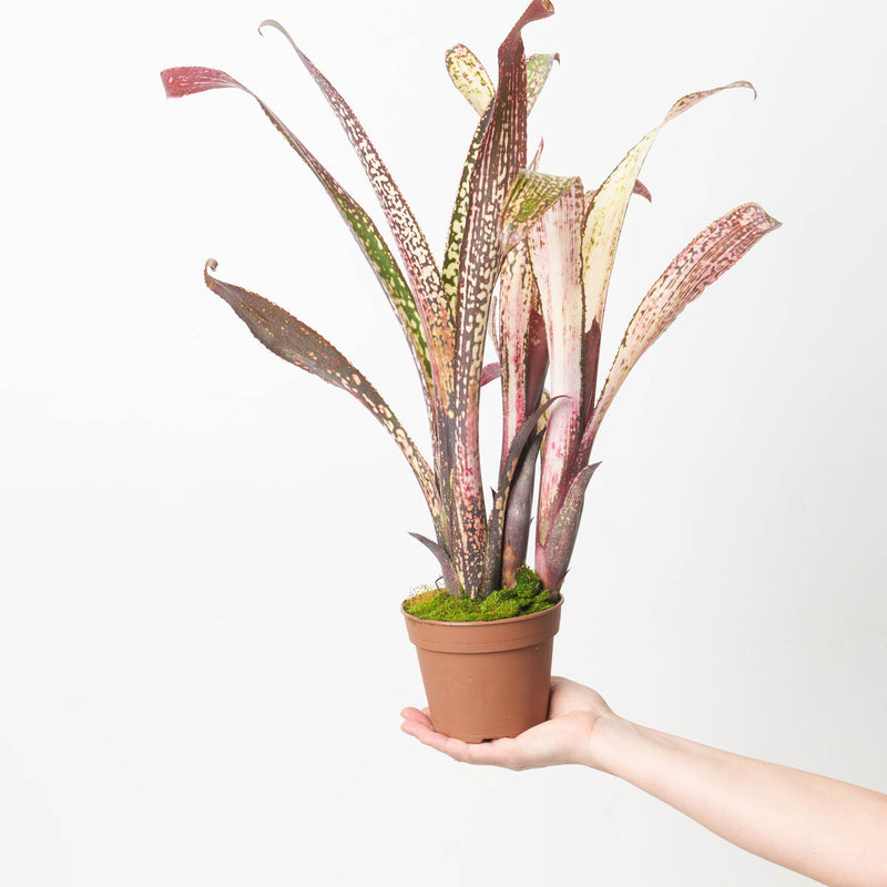 Billbergia sp. 8 Plants GrowTropicals