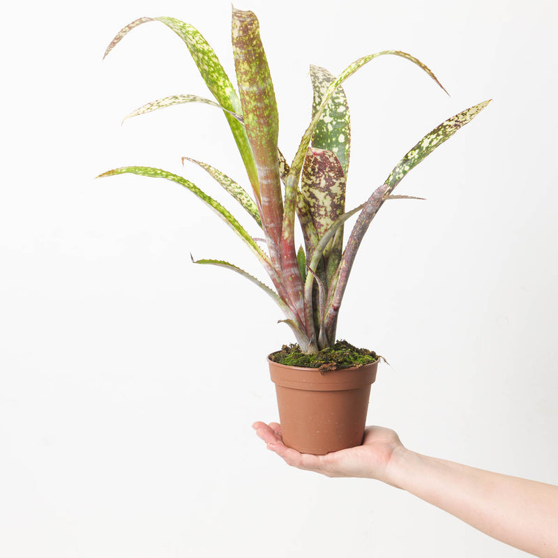 Billbergia sp. 1 Plants GrowTropicals