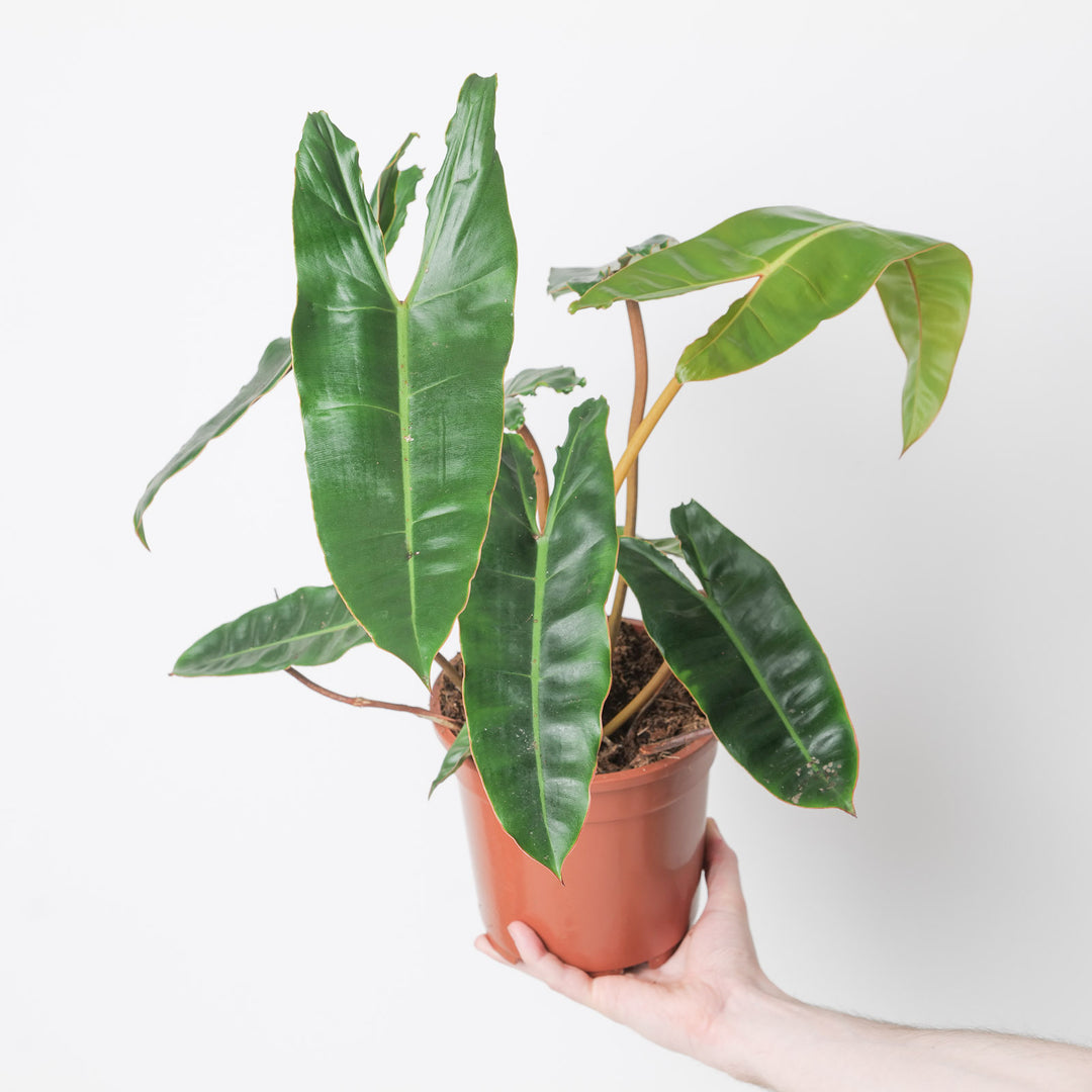 caring for an philodendron billietiae Philodendron billietiae