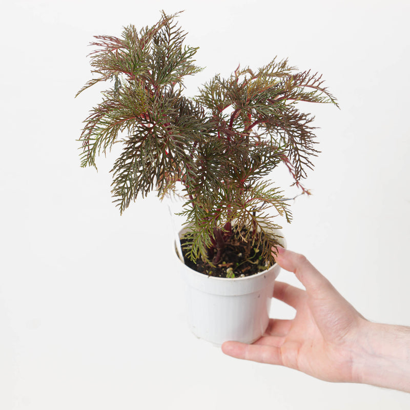 Begonia bipinnatifida 12cm Plants GrowTropicals