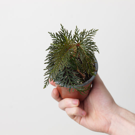 Begonia bipinnatifida 9cm Plants GrowTropicals