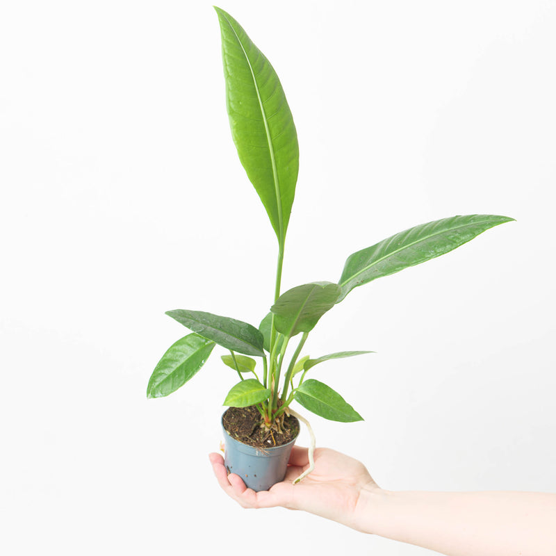 Anthurium sp. Birds Nest 9cm Plants GrowTropicals