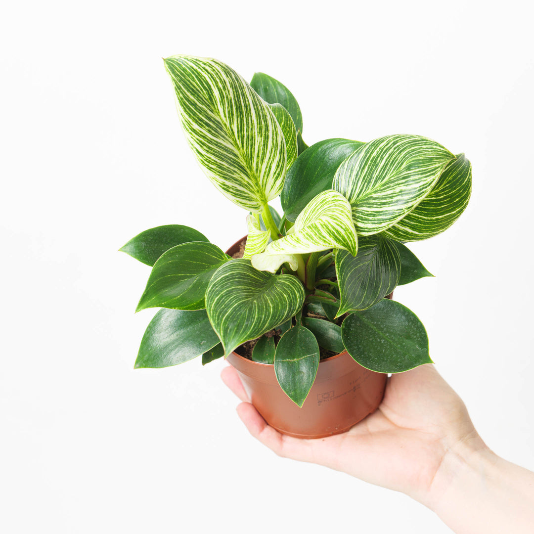 philodendron white wave propagation Philodendron Birkin | Plants