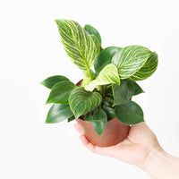 Philodendron Birkin