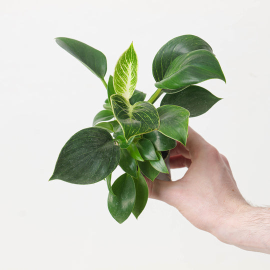 Philodendron Birkin 6cm Plants GrowTropicals