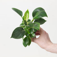Philodendron Birkin