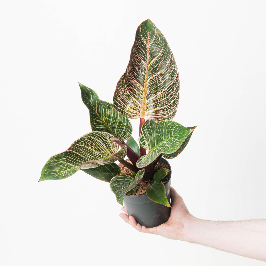 philodendron birkin with red congo variegated Philodendron birkin 'Pink'