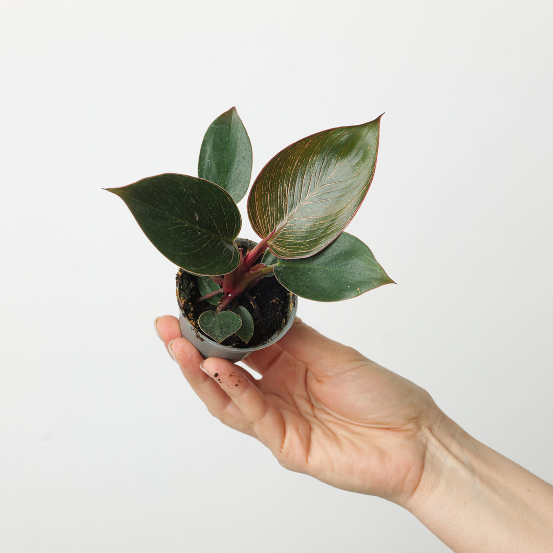pink birkin philodendron Philodendron birkin 'Pink'