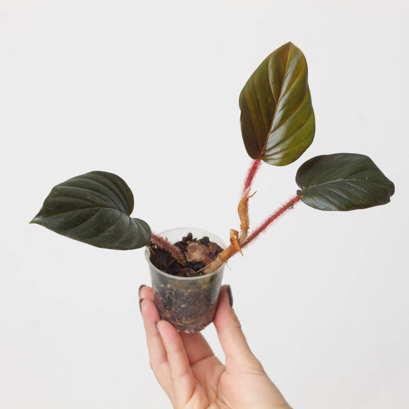 Philodendron cf. squamicaule 'Black / Red' Plants GrowTropicals