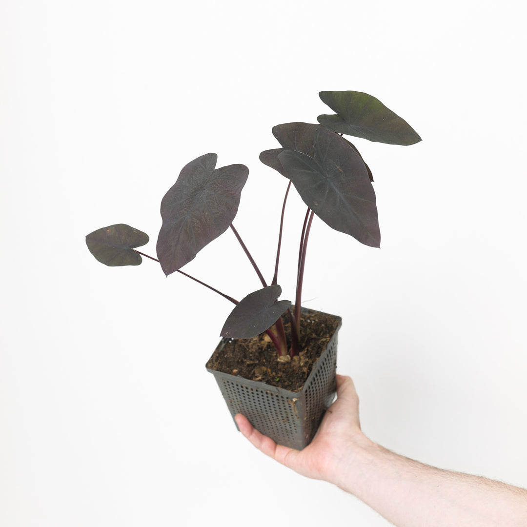 Colocasia esculenta 'Black Magic' Plants - Outdoor GROW TROPICALS