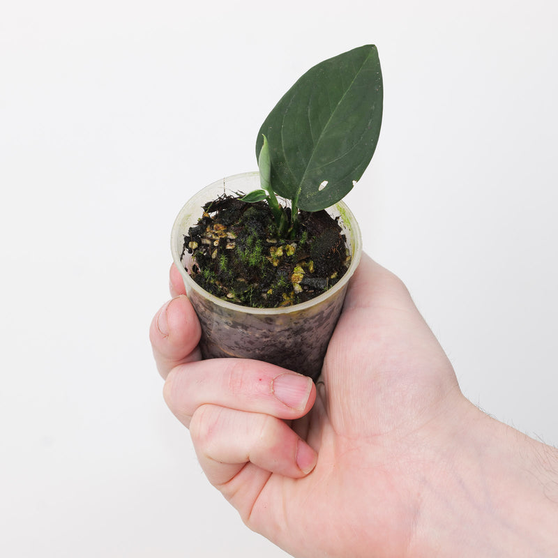 Anadendrum sp. Black — 6cm