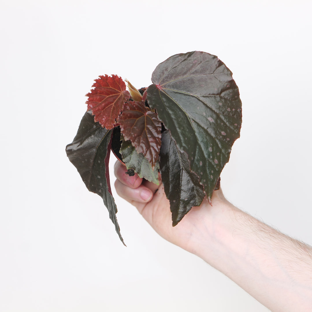 Begonia 'Black Bat'