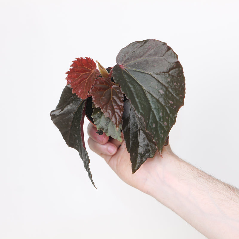 Begonia 'Black Bat' Plants GrowTropicals