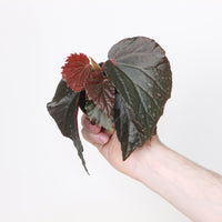 Begonia 'Black Bat'