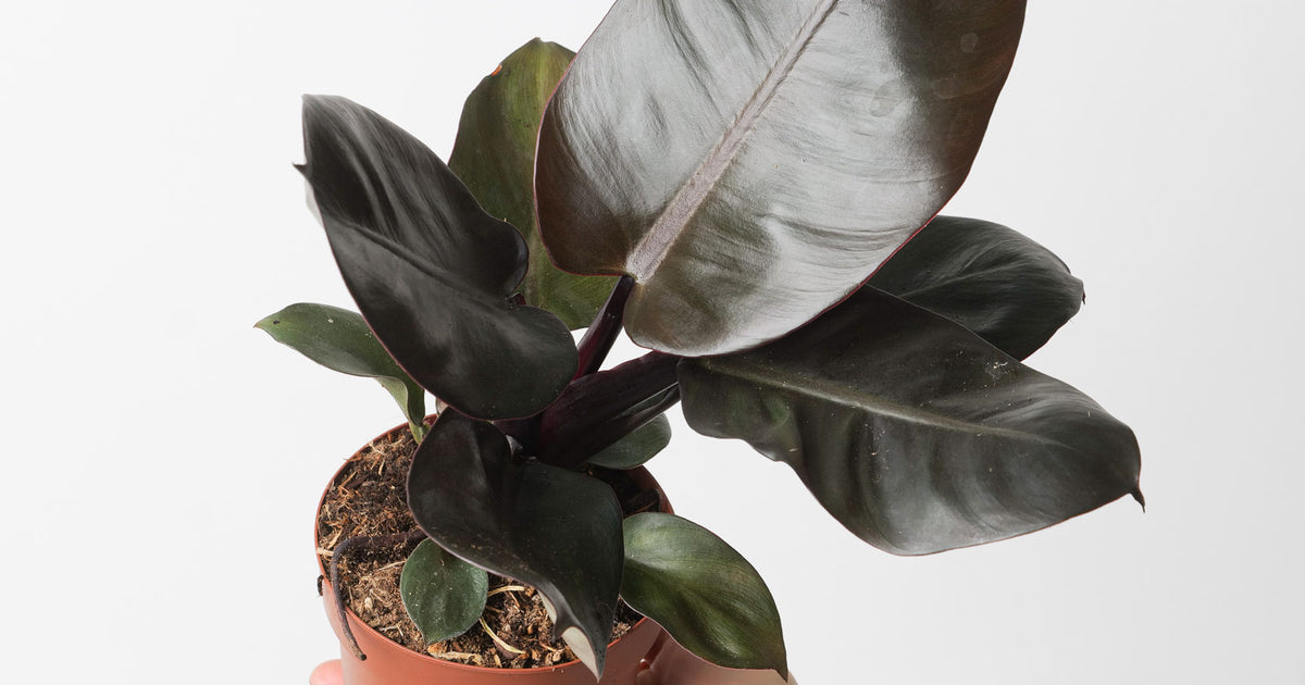 philodendron black priest Philodendron 'Black Cardinal' | Plants