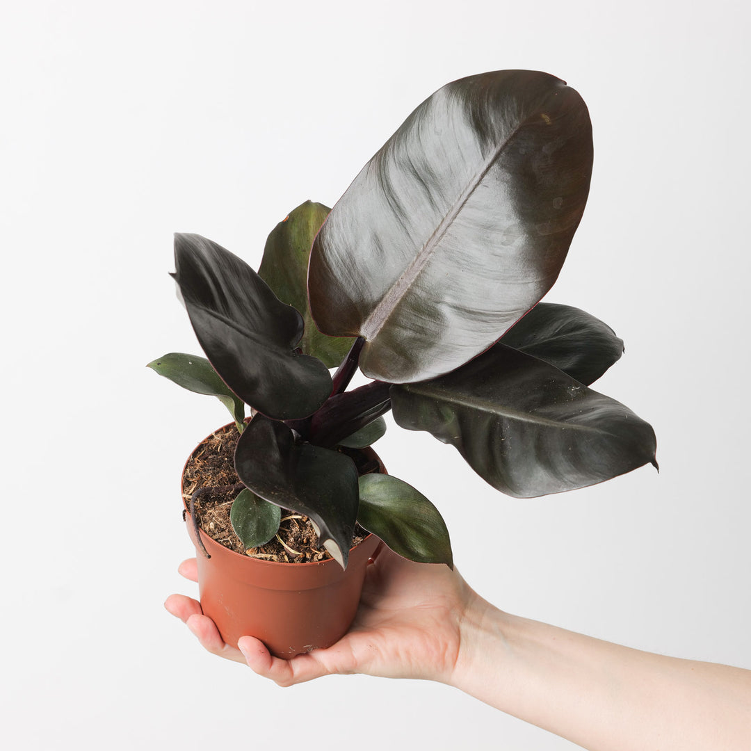 black cardinal philodendron indoor care Philodendron 'Black Cardinal' | Plants
