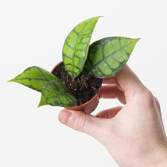 Hoya callistophylla 'Black Cat' 6cm Plants GrowTropicals