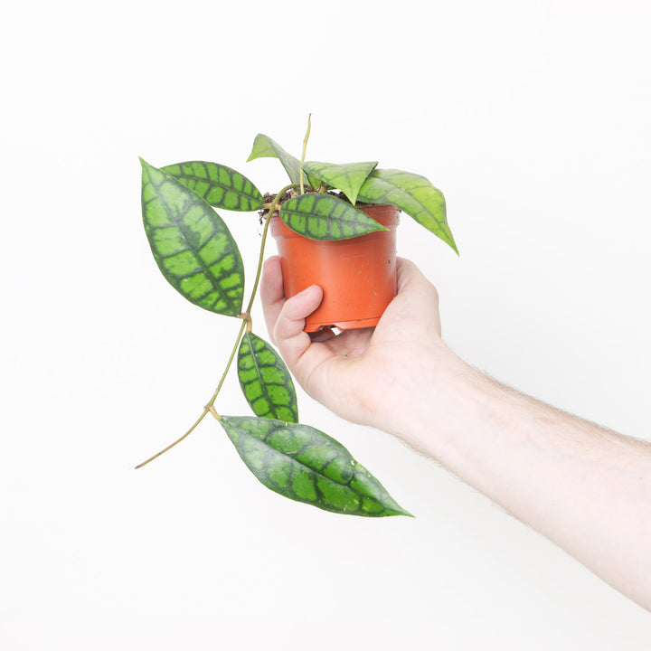 Hoya callistophylla 'Black Cat' 9cm Plants GrowTropicals